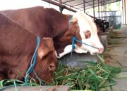 Harga Sapi Kurban di Palopo Naik Jelang Idul Adha