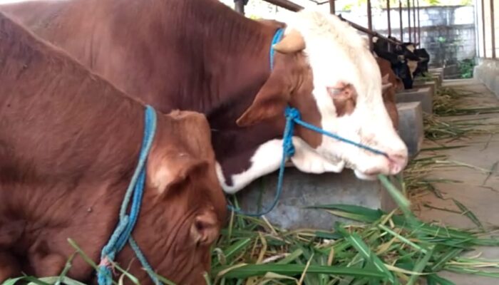 Harga Sapi Kurban di Palopo Naik Jelang Idul Adha