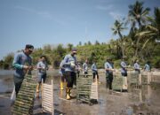 Hari Menanam Pohon Indonesia 2024, Pertamina Patra Niaga Sulawei Tanam Mangrove dan Coastal Cleanup di Pantai Desa Tongo