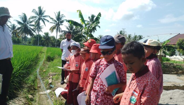 Kelas Hijau Paling Seru! 150 Siswa SDIT ALBINA Tomoni jadi Petani Cilik di BPP Wotu