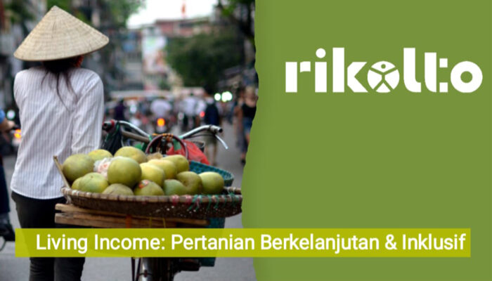 Petani Kakao Luwu Utara Miliki Pendapatan Paling Ideal di Indonesia