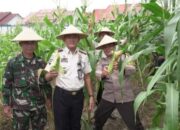 Dukung Ketahanan Pangan Nasional, Lapas Bontang Ikut Panen Raya Serentak Kemenimipas