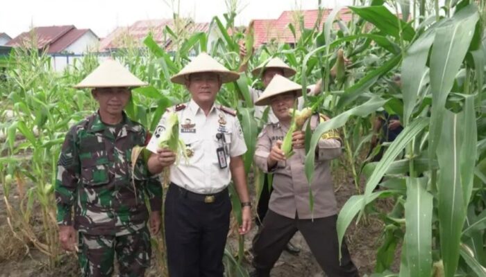Dukung Ketahanan Pangan Nasional, Lapas Bontang Ikut Panen Raya Serentak Kemenimipas