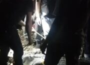 Buaya Jumbo 2,5 Meter Bikin Panik Warga di Teluk Lingga Kutim, Merangkak hingga Depan Pintu Rumah