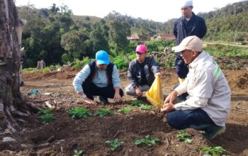 Perkuat Ketahanan Pangan, Bupati Tinjau Pengembangan Bibit Kentang di Dataran Tinggi Mabusa