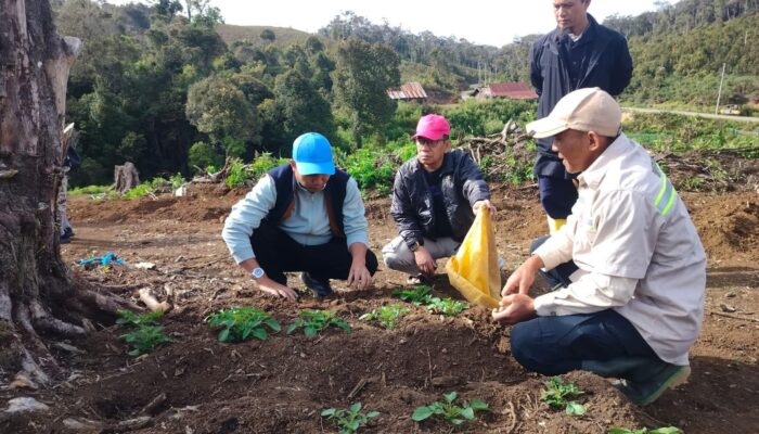 Perkuat Ketahanan Pangan, Bupati Tinjau Pengembangan Bibit Kentang di Dataran Tinggi Mabusa