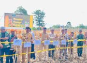 Dorong Ketahanan Pangan, Camat Baebunta Selatan Apresiasi Panen Perdana PT Syngenta