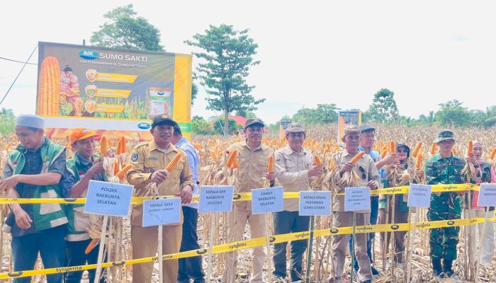 Dorong Ketahanan Pangan, Camat Baebunta Selatan Apresiasi Panen Perdana PT Syngenta