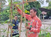 Kelurahan Tanjung Laut Sulap Lahan Kosong Jadi Kebun Produktif, Hasilkan Sayuran Segar Setiap Pekan
