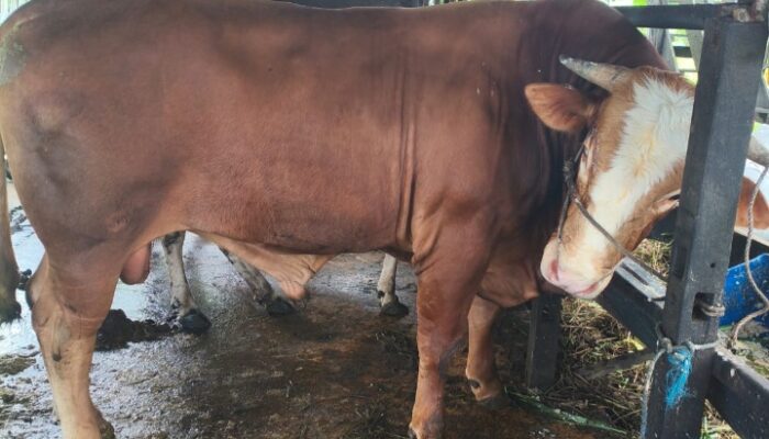 Sapi Kurban Bantuan Presiden untuk Bontang Disiapkan, Dipelihara Peternak Lokal Sejak Kecil