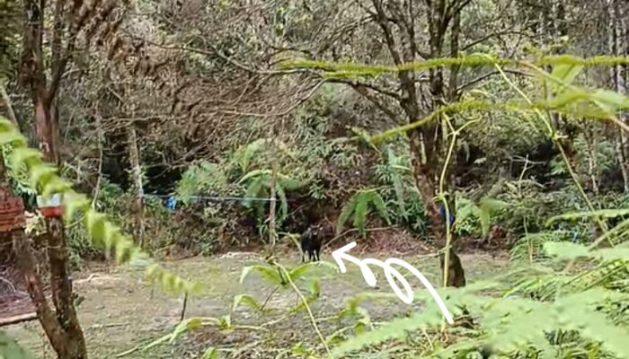 Momen Langka! Pendaki Bertemu Anoa di Pegunungan Mekongga