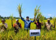 Produktivitas Melonjak, Bupati Andi Rahim Apresiasi Panen Raya Padi Tiga Tahun Berturut-turut di Desa Pengkajoang