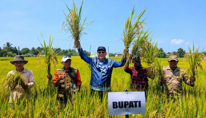 Produktivitas Melonjak, Bupati Andi Rahim Apresiasi Panen Raya Padi Tiga Tahun Berturut-turut di Desa Pengkajoang